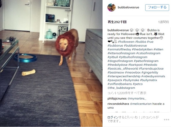 AmazonのCMと同じ衣装を着るワンちゃん登場