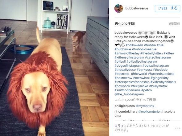 わぁぁ！　あの「ライオン」だぁ！