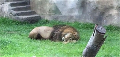 千葉市動物公園ライオンアレン君