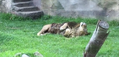 千葉市動物公園ライオンアレン君