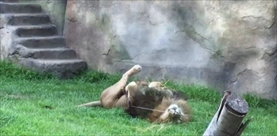 千葉市動物公園ライオンアレン君