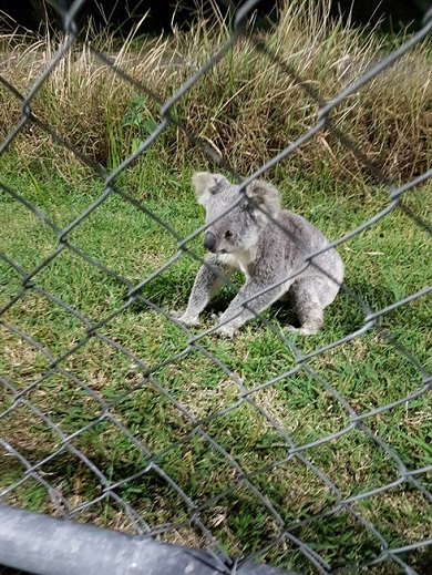 オーストラリアのサッカーの試合中にコアラが乱入