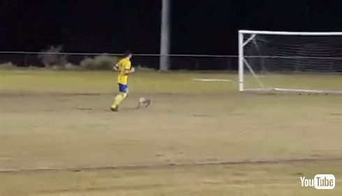 オーストラリアのサッカーの試合中にコアラが乱入