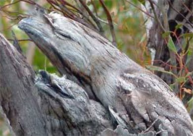 写真 鳥 ステルス オーストラリア ガマグチ ヨタカ