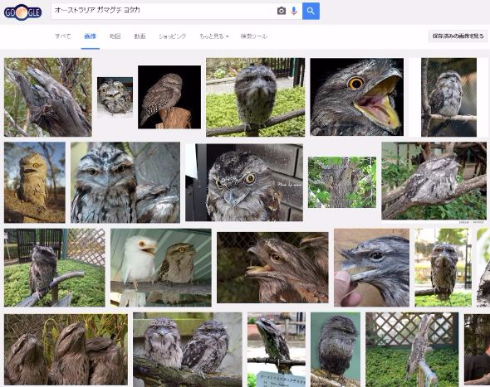 写真 鳥 ステルス オーストラリア ガマグチ ヨタカ