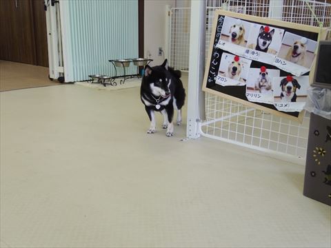 セラピー犬