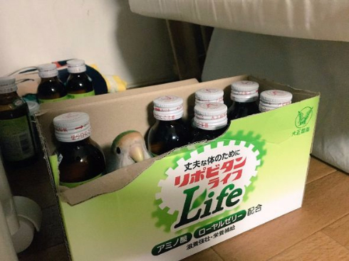 インコ 瓶 なりきる