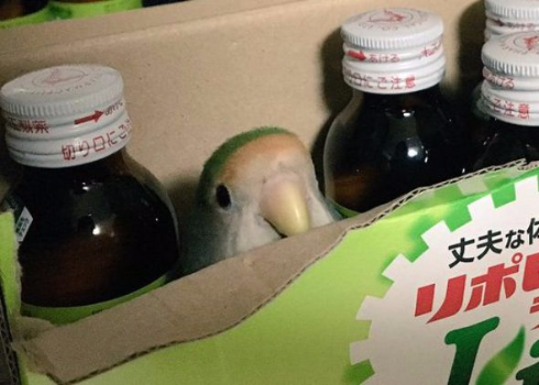 インコ 瓶 なりきる