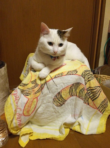 ねとらぼ生物部編集長