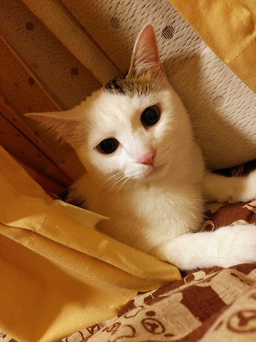 ねとらぼ生物部編集長