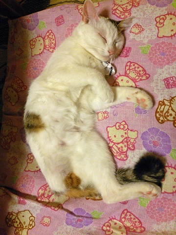 ねとらぼ生物部編集長