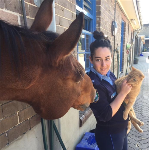 オーストラリアでイケメン猫のお巡りさんが活躍中