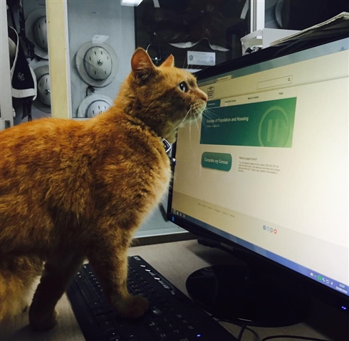 オーストラリアでイケメン猫のお巡りさんが活躍中