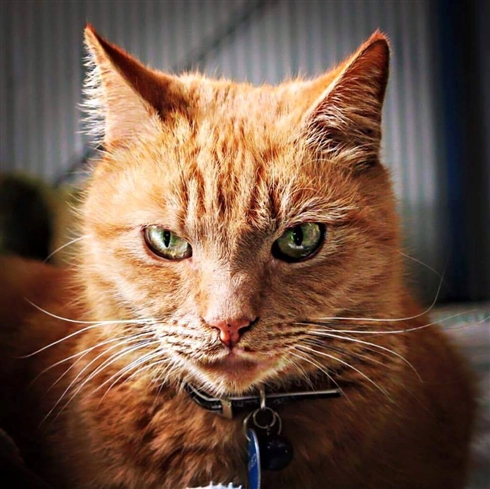 オーストラリアでイケメン猫のお巡りさんが活躍中