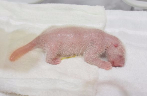 ジャイアントパンダの赤ちゃん