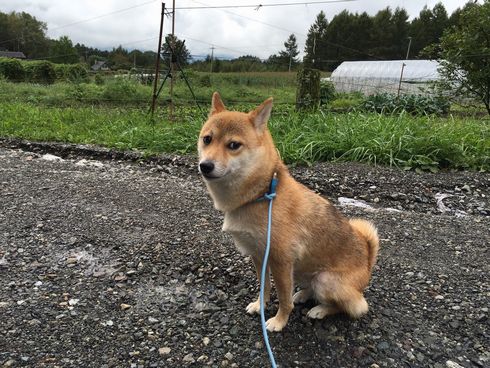 LANケーブルで散歩