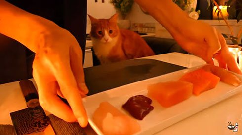 手作り猫まんま