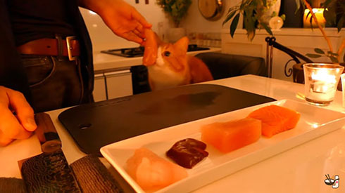 手作り猫まんま