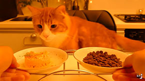 手作り猫まんま