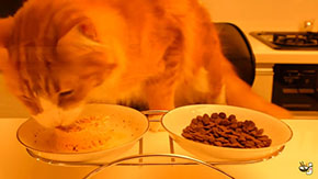 手作り猫まんま