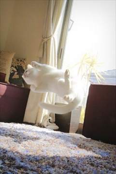 ミルコLINEスタンプ