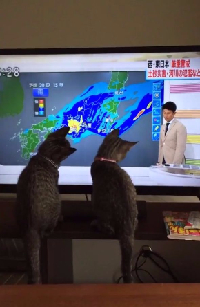 猫 天気予報 指し棒 見入る シンクロ