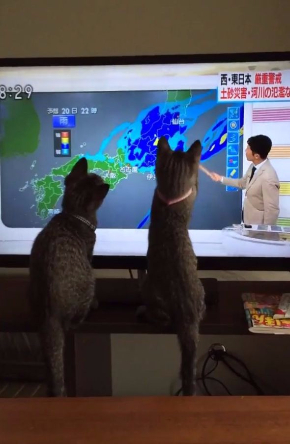 猫 天気予報 指し棒 見入る シンクロ