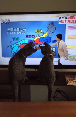 猫 天気予報 指し棒 見入る シンクロ