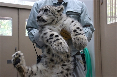 旭山動物園ユキヒョウ