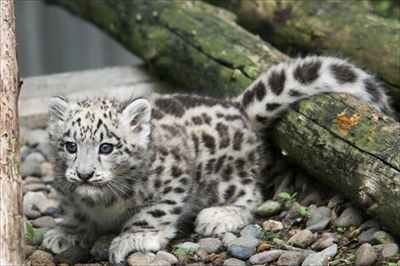 旭山動物園ユキヒョウ
