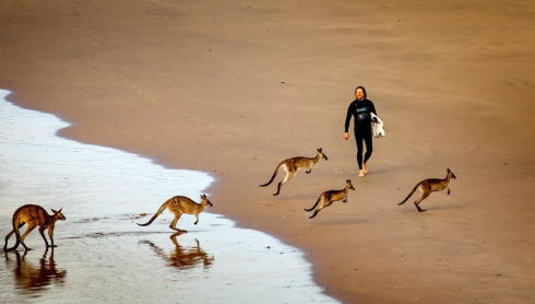 渋滞カンガルー