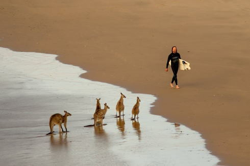 渋滞カンガルー