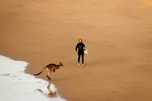 渋滞カンガルー