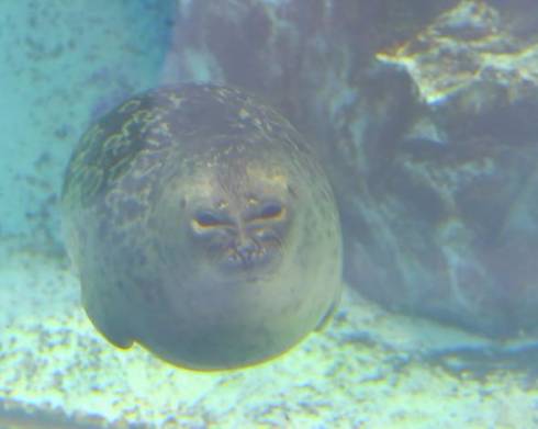 アザラシ　海遊館　ダークサイド