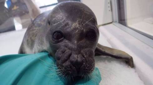 アザラシ　海遊館　ダークサイド