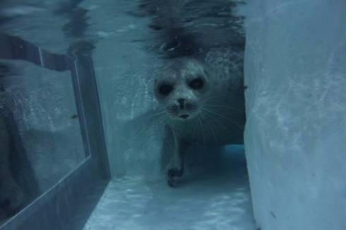 アザラシ　海遊館　ダークサイド