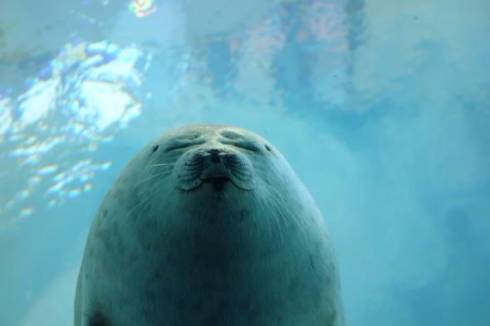 アザラシ　海遊館　ダークサイド