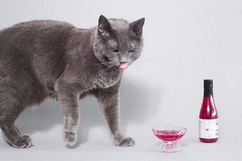犬猫用ワイン