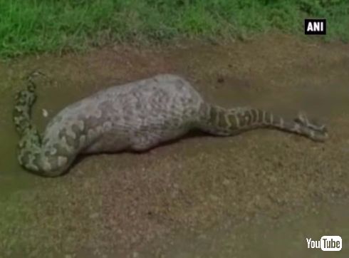 ヘビ レイヨウ 飲み込む 死ぬ インド