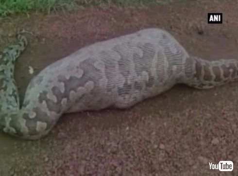 ヘビ レイヨウ 飲み込む 死ぬ インド