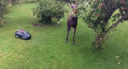 鹿 芝刈りロボット りんご 対決