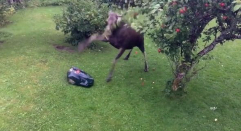 鹿 芝刈りロボット りんご 対決