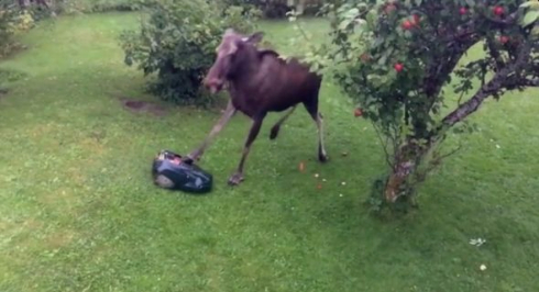 鹿 芝刈りロボット りんご 対決