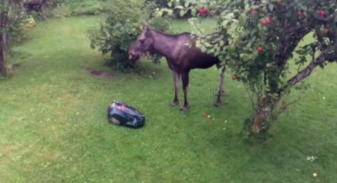 鹿 芝刈りロボット りんご 対決