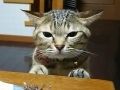 だって食べたいんだニャン　食卓のサンマを食べたくて仕方ないネコちゃん