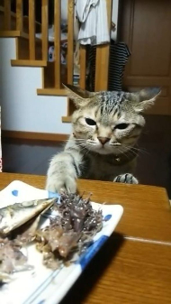 サンマたべたい