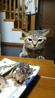 サンマたべたい