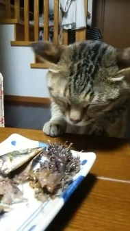 サンマたべたい