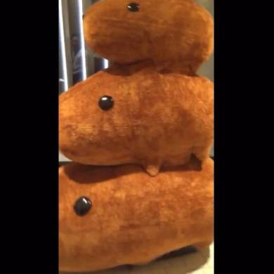 カピバラさん　3匹　ソラマチ