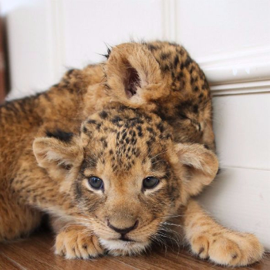 ライオンの赤ちゃん アフリカンサファリ 大分 寝顔